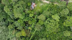 Hutan Adat